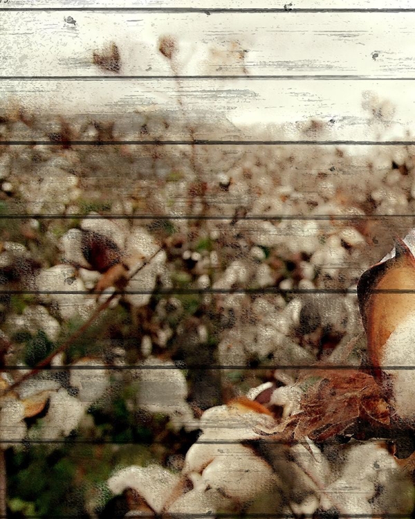 Picture of COTTON FIELD 2