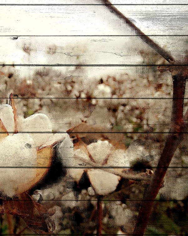 Picture of COTTON FIELD 3