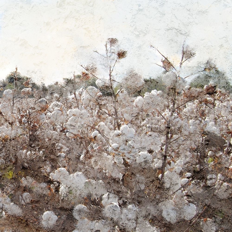 Picture of COTTON FIELD 2