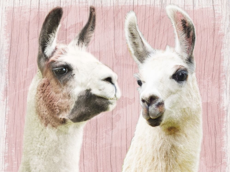 Picture of LLAMA LOVE