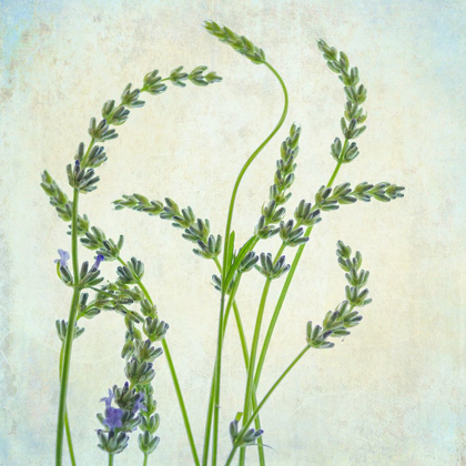 Picture of LAVENDER 1