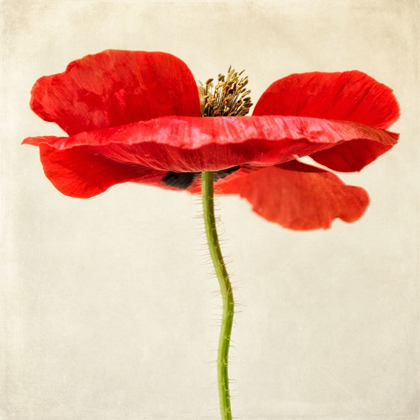 Picture of RED POPPY 2