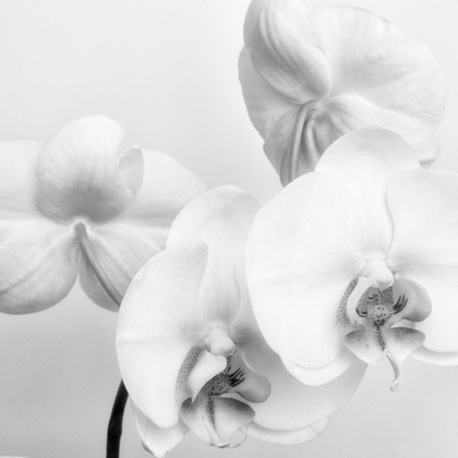 Picture of SIMPLY ORCHIDS 2