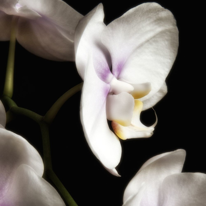 Picture of DELICATE WHITE ORCHIDS 3