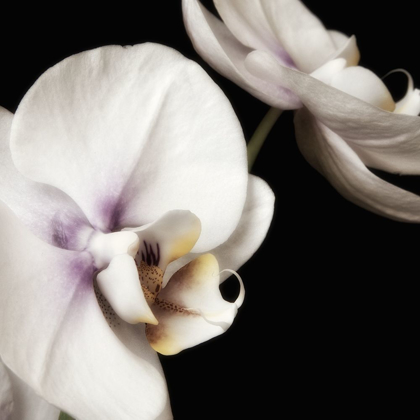 Picture of DELICATE WHITE ORCHIDS 4