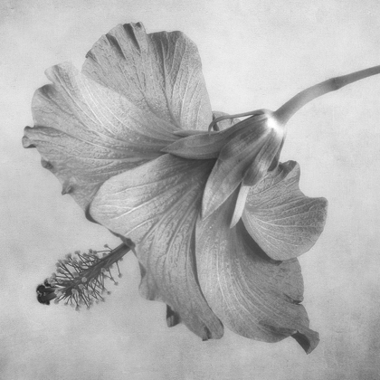 Picture of BLACK AND WHITE HIBISCUS 1