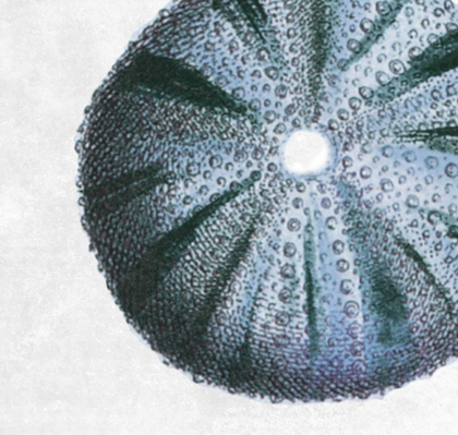 Picture of URCHIN SHELL 3