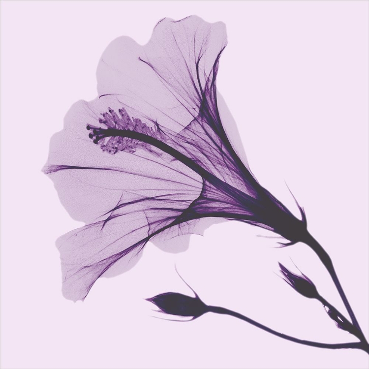 Picture of LAVENDER PASSION HIBISCUS