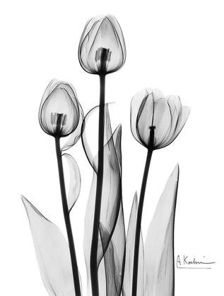 Picture of TULIPS BLACK AND WHITE