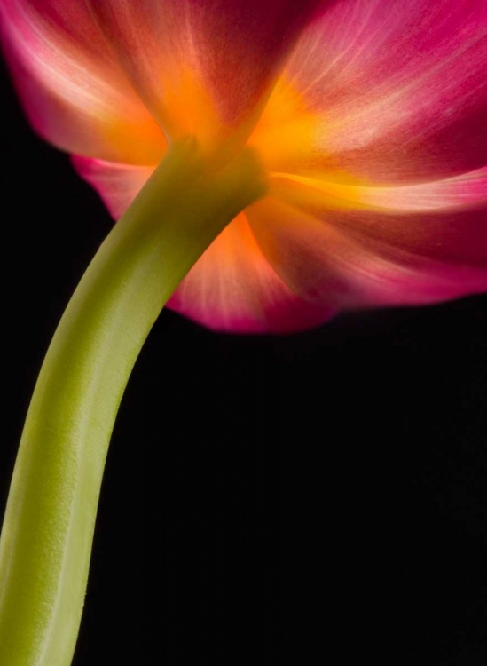 Picture of GLOWING TULIP