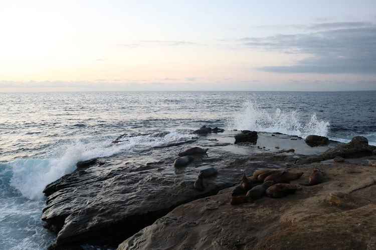 Picture of LA JOLLA SEA 1