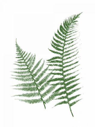 Picture of GREEN FERNS