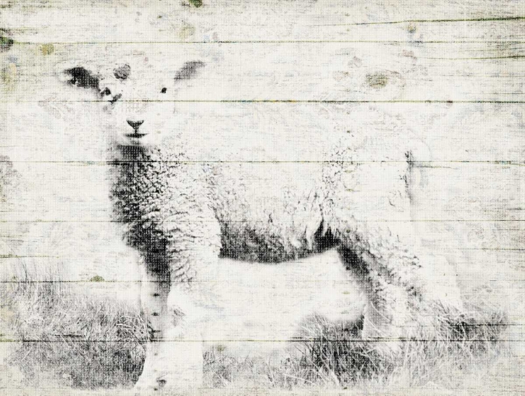 Picture of VINTAGE LAMB