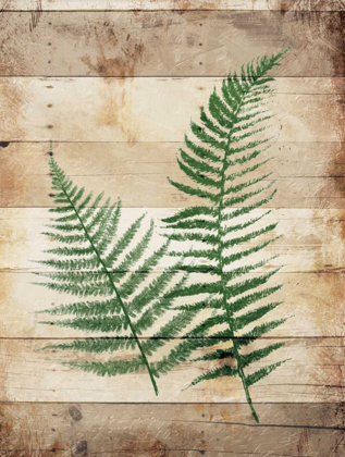 Picture of FERNS ON WOOD