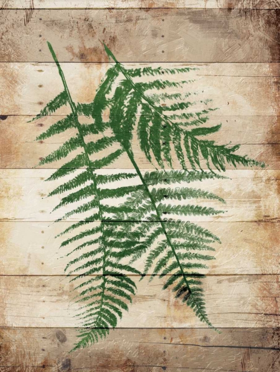 Picture of FERNS ON WOOD MATE