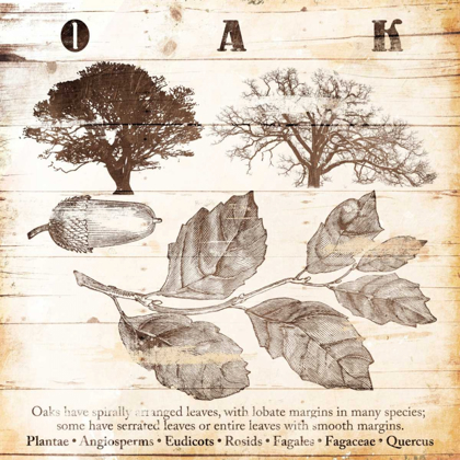 Picture of ALL ABOUT OAK