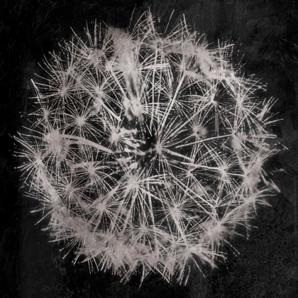 Picture of RICH SILVER DANDELION