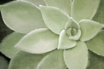 Picture of SOFT AGAVE