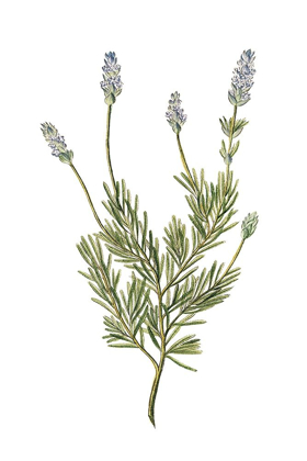 Picture of HERBS ON WHITE 1