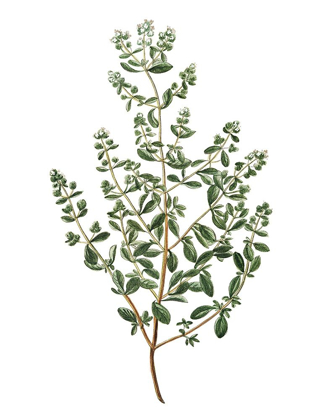 Picture of HERBS ON WHITE 2