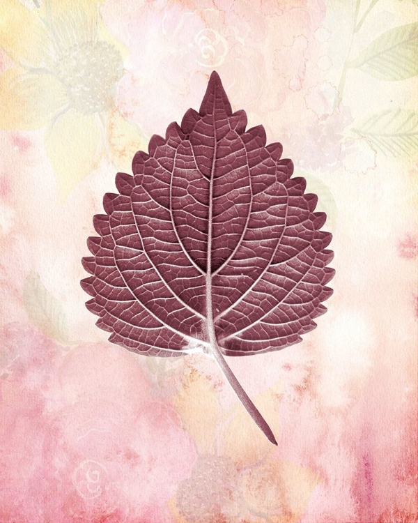 Picture of BURGUNDY LEAF 2