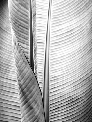 Picture of METAL BW PLANT 1