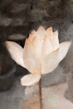 Picture of LOTUS BLOOM