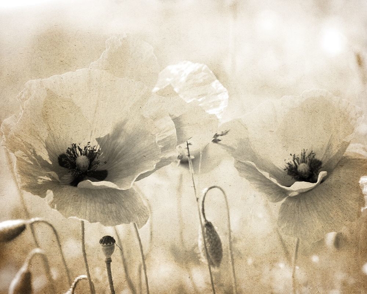 Picture of VINTAGE POPPY 1