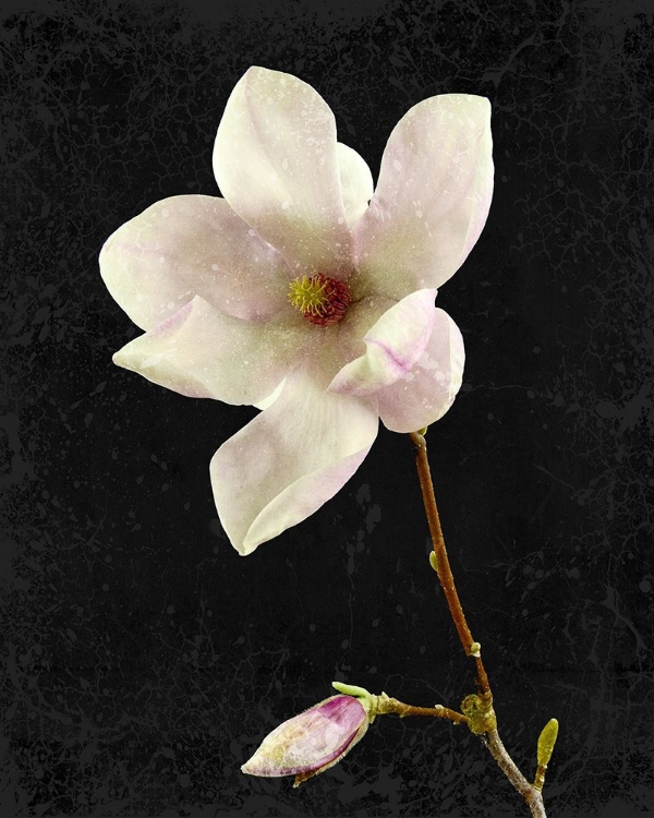 Picture of MAGNOLIA ON BLACK 2