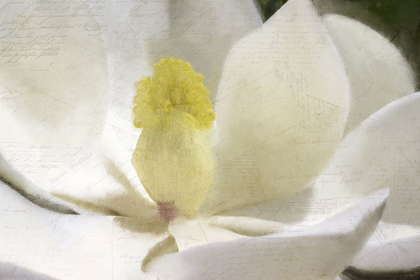 Picture of CARTE POSTALE MAGNOLIA BLOOM