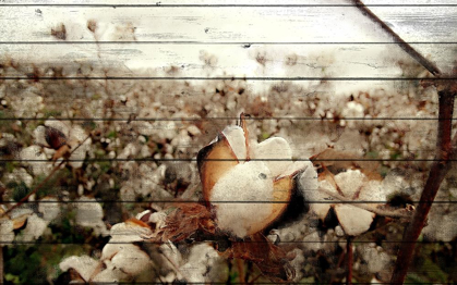 Picture of COTTON FIELD 1