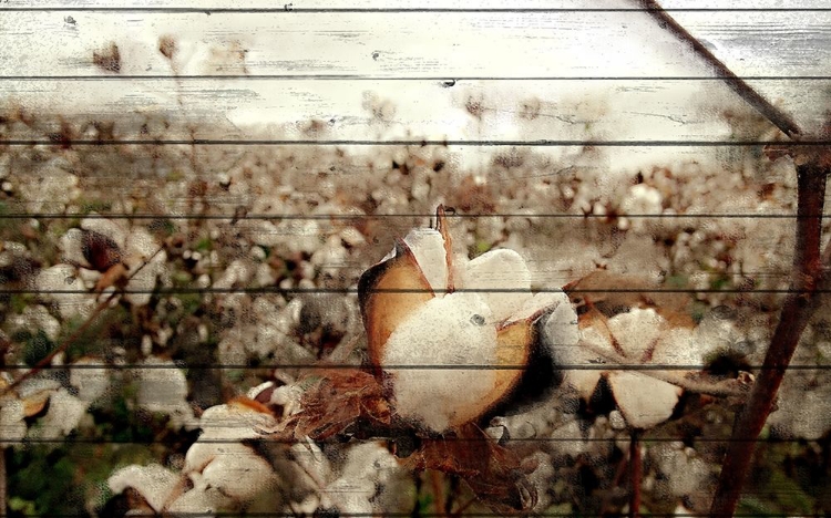 Picture of COTTON FIELD 1