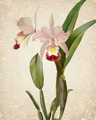 Picture of ORCHIDS  2