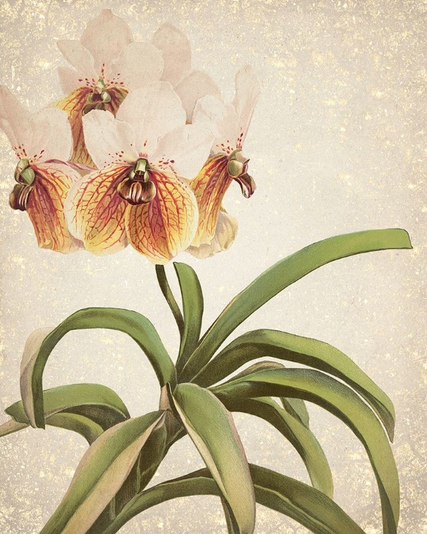 Picture of ORCHIDS 3