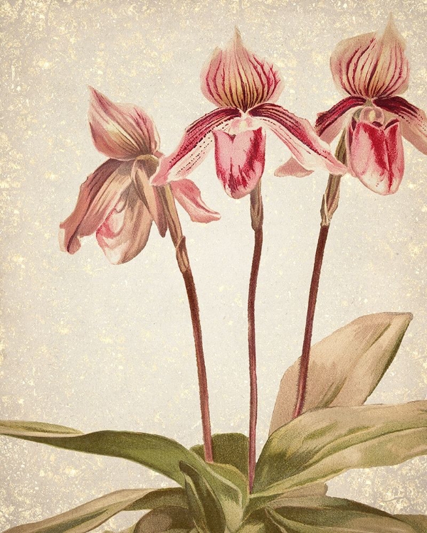 Picture of ORCHIDS 4