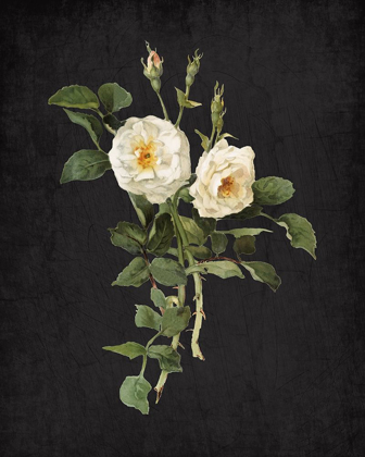 Picture of ROSES ON BLACK 1