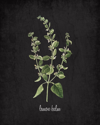 Picture of LEMON BALM