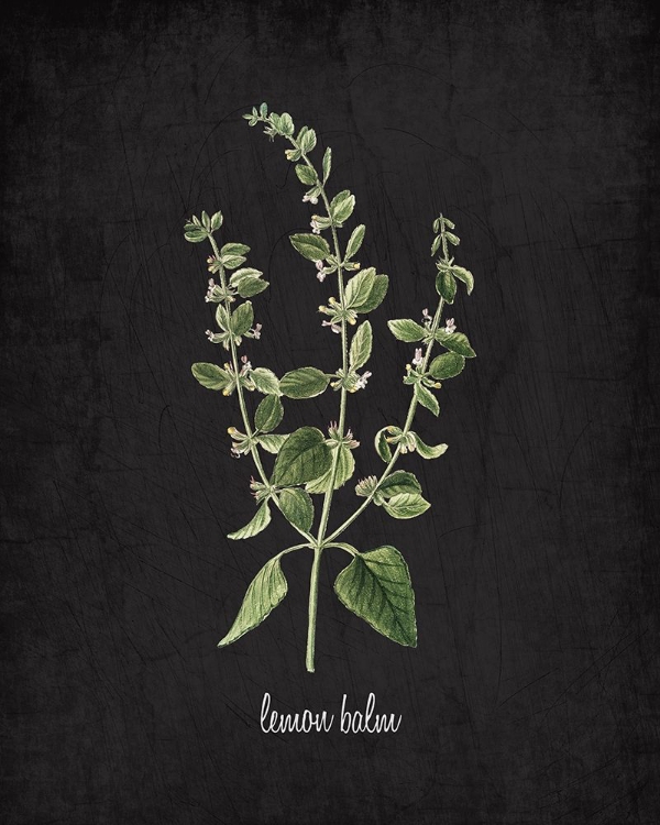 Picture of LEMON BALM