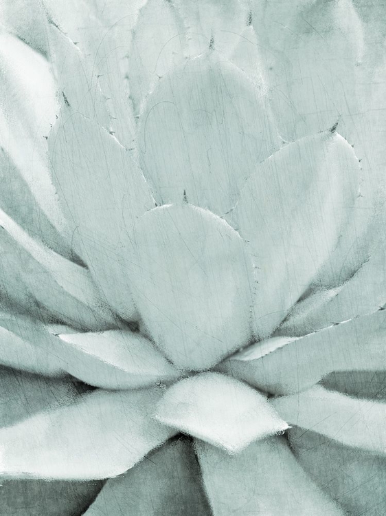 Picture of AGAVE I