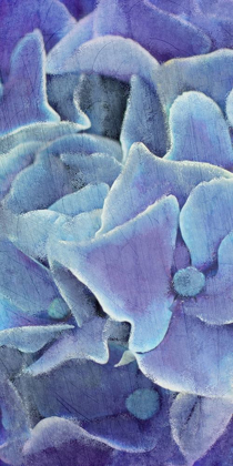 Picture of HYDRANGEA PANEL 1