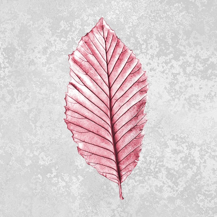 Picture of PINK LEAF 1