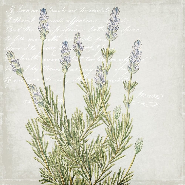 Picture of LAVENDER 1