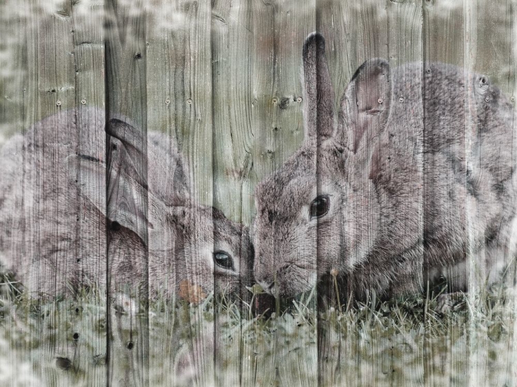 Picture of LOVING BUNNIES