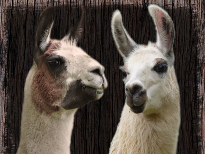 Picture of LLAMA DISCUSSION
