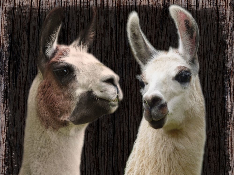 Picture of LLAMA DISCUSSION