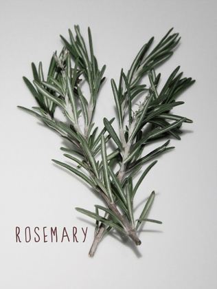 Picture of TIME-HONORED ROSEMARY 1