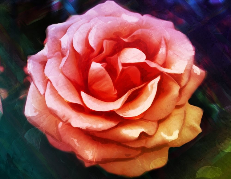 Picture of BRIGHT ROSE