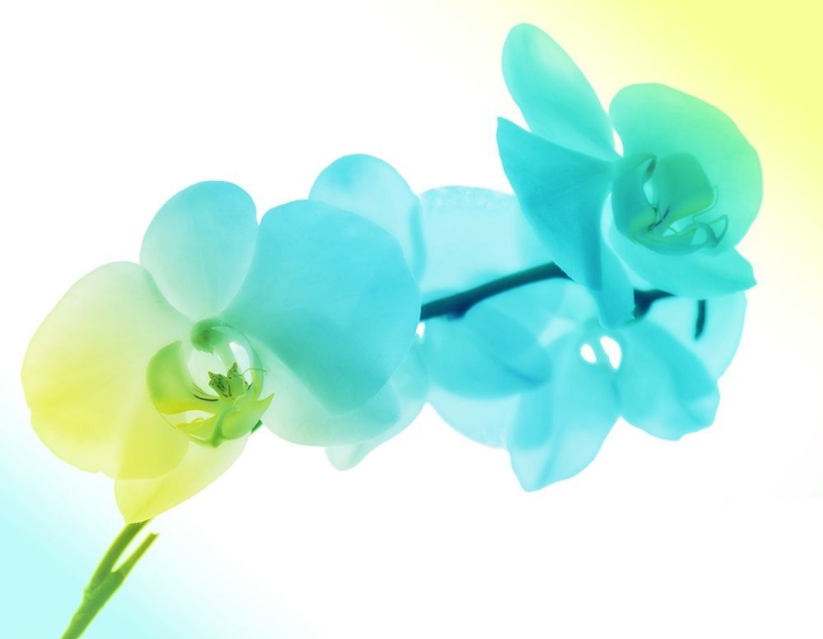 Picture of ELECTRIC ORCHIDS 2