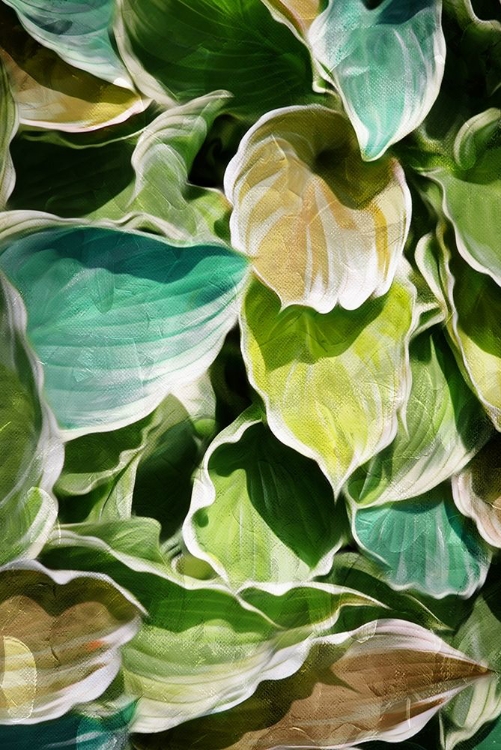 Picture of MULTICOLOR LEAVES