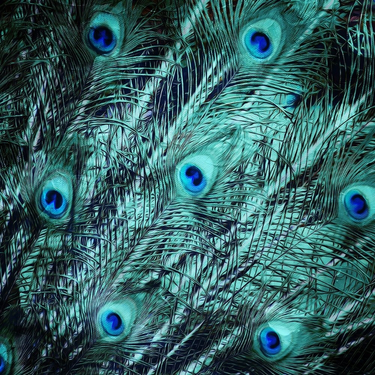 Picture of PEACOCK SPREAD